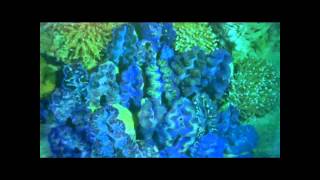 Impact de lhomme sur la biodiversité marine DN production Short Film [upl. by Veronique74]