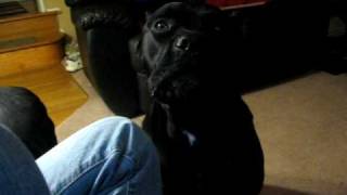 Cane Corso growling [upl. by Swetlana]