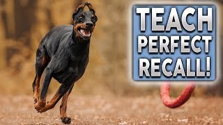 How To Teach PERFECT Recall Stop Your Dog Ignoring You Off Leash [upl. by Earehc]