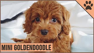 Mini Goldendoodle  The Miniature Size Goldendoodle [upl. by Ahsenal]