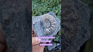 Middle jurassic ammonite fossil with pathology proplanulites koenegi fossiladdict [upl. by Eillil]