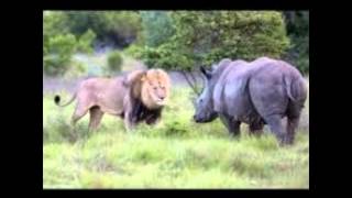 Lion VS Rhino  Black Rhino ATTACK Male Lion EXCLUSIVE [upl. by Salli]