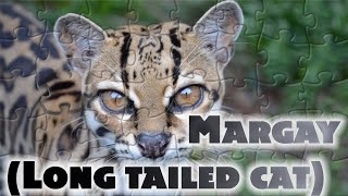 Margay  Long tailed cat  Leopardus wiedii  Wild cat [upl. by Atinnod]