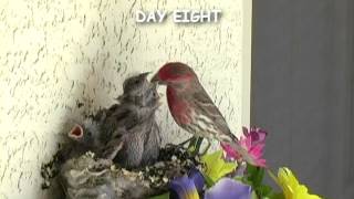 Baby Birds  House Finch  Mom and Dad feeding four babies in the nest [upl. by Corine]