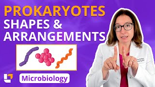 Prokaryotes Shapes amp Arrangements  Microbiology for PreMed Nursing amp Health Care ​⁠ leveluprn [upl. by Sessilu261]