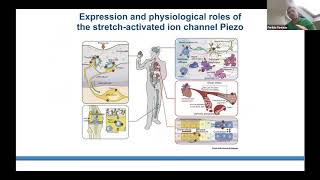 Dr Periklis Pantazis quotGenEPIPiezo1 reporter for visualising mechanical stimuliquot [upl. by Rosalee]