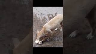 food to dogs💖💜Seva Gauri Gupta dog doglover viralshorts straydogs food village animals [upl. by Noiemad877]