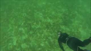 FWFS Spearfishing Lake Mohave Nevada [upl. by Sirtimid]