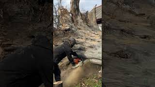 I am vs a huge root woodworking chainsaw belkowood [upl. by Guinn]