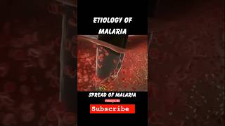 Etiology of malaria 🦟onlineclasses pathology biology viral shorts [upl. by Rufe619]