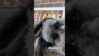 Lazy Friday Morning with Coach Upside down Dog briard bovier coachthedog [upl. by Kirshbaum]