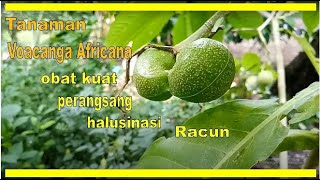 Voacanga Africana tanaman obat dari Africa [upl. by Kathlin314]