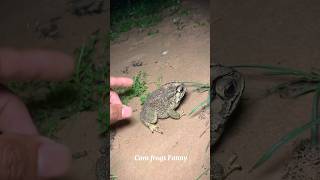 Froggy funny catching for fun  look at the frog funny shorts funny bigfrog comedy [upl. by Nielsen]