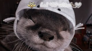 wild animals online LEVEL 40 OTTER 🤍 [upl. by Rosella]