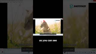 Free amp Easy Way to Remove Watermarks from Your Videos [upl. by Xonel527]