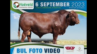 HOEVELD BONSMARA GROEP Bull slideshow [upl. by Arabele]