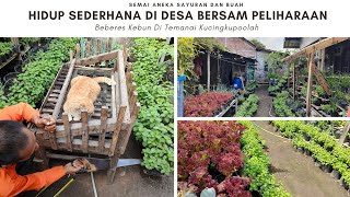 garden  Semai Aneka Sayuran dan Buah  Lanjut Beberes Kebun Di Temanai kucingkupoolah [upl. by Eylsel72]