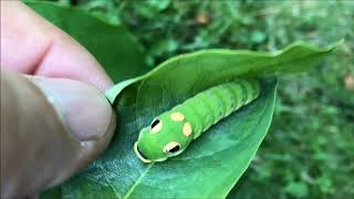 Metamorphosis Spicebush Swallowtail Complete Life Cycle [upl. by Ayotak637]