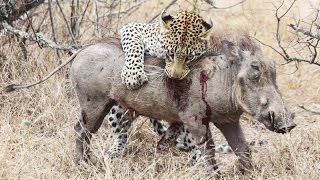 Startling footage of a leopard killing a warthog Animal Attack  Rhino Africa [upl. by Howenstein]