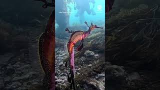 Diver spots male seadragon with vibraint pink eggs  ABC News [upl. by Eppilihp]