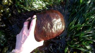 Gumboot Chiton Cryptochiton stelleri or Giant Pacific Chiton or Wandering Meatloaf [upl. by Leahciam]