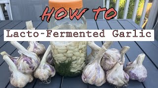 How To Lacto Fermented Garlic Tutorial [upl. by Lili152]