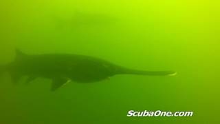 Garrison Dam Tailrace Paddlefish [upl. by Keefe]