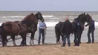 Paardenreddingboot Ameland in Katwijk HDCX730 [upl. by Oiciruam]