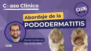 Pododermatitis Plasmocitaria en Gatos 🐈 para Veterinarios abordaje protocolo y diagnóstico [upl. by Aneehsal]