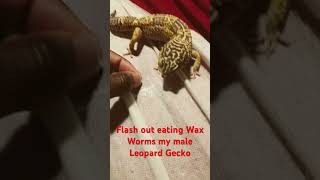 Flash out eating Wax Worms my male Leopard Gecko [upl. by Kellene]