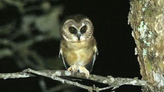 Unspotted Sawwhet Owl Calling [upl. by Arikahc848]