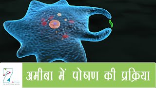 अमीबा में पोषण की प्रक्रिया  Nutrition in Amoeba  Hindi [upl. by Onitrof425]