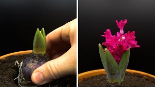 Growing Hyacinth Time Lapse [upl. by Zilada]