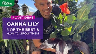 Grow Canna Lilies from Seed [upl. by Reppiks]