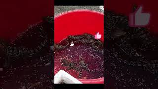 Crocodile farms Artificial hatching process of baby crocodiles [upl. by Arrimat]