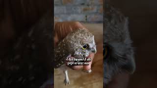 scops owl or spotted owlet Mein different india birds savewildlife owl owlet owle thebiharguy [upl. by Aivata427]