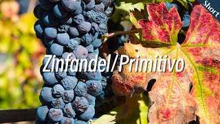 진판델  프리미티보 Zinfandel  Primitivo  와인 품종 이야기  와인 기초  와인공부 [upl. by Hniv]