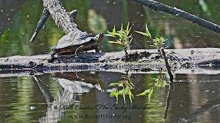 Trachemys scripta scripta YELLOWBELLIED SLIDER climbs along log 3046784 [upl. by Loftus]