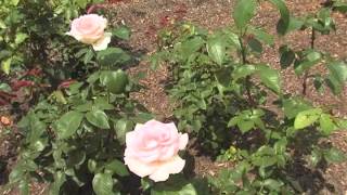 Rose Garden  Colonial Park [upl. by Adnovad138]