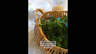 Oregano Tea 花薄荷牛至茶🌱🍵 [upl. by Ellevart374]