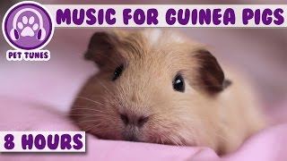 8 Hour Music Video for Guinea Pigs Natural Stress and Anxiety Relief for Guinea Pigs [upl. by Zelig140]