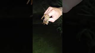 A trip at the creek Crawdad hand fishing [upl. by Basil]