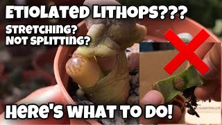 Lithops update  what to do with etiolated stretching not splitting living stone  living rocks [upl. by Marte849]