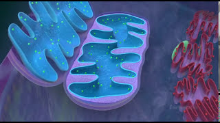 Mitochondria  the powerhouse of the cell  3D animated [upl. by Adham]