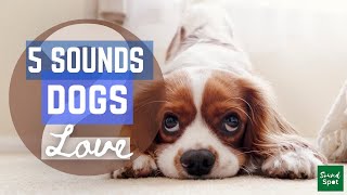 5 more sounds to get you dogs attention  Sounds dogs and puppies love to hear and respond to [upl. by Vada105]