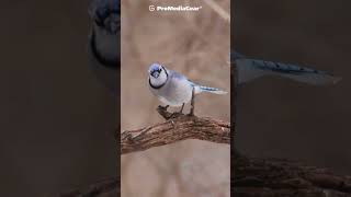 Photographers dream capturing a Blue Jay [upl. by Lion]