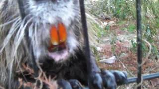 HD test The protruding teeth of coypu [upl. by Adorl]