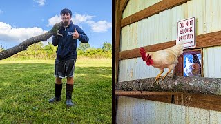 The BEST NATURAL Roosting Bar For Your Chickens [upl. by Zulaledairam]