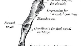 MNEMONIC  Sternal Angle [upl. by Enitsirhk]