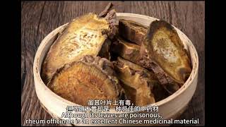 Know a traditional Chinese medicine every dayRheum officinale [upl. by Hannis]